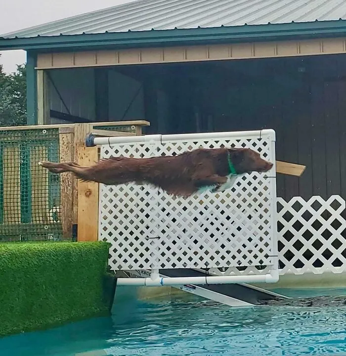 My Parents’ Border Collie Copper At The Dog Pool