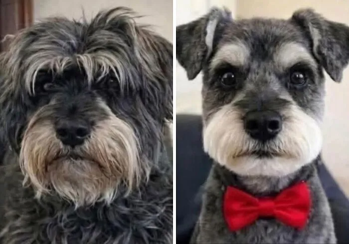 30 New Photos Of Dogs Being Their Delightfully Weird Selves, As Shared By This Facebook Page