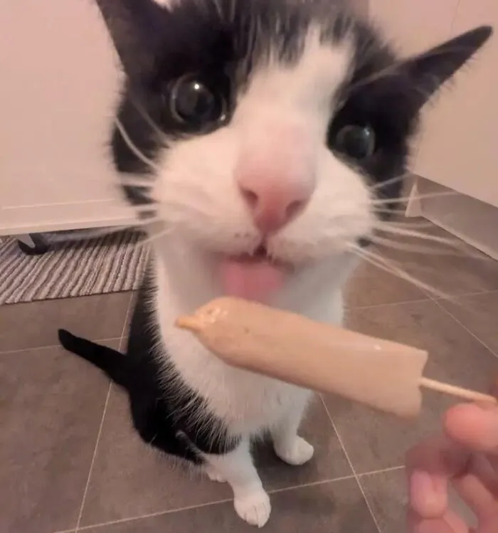 51 Cats Having Such A Good Time With Their Food, It's Impossible Not To Laugh