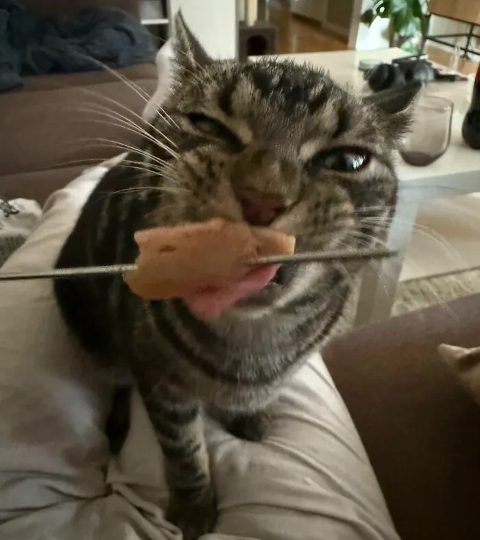 51 Cats Having Such A Good Time With Their Food, It's Impossible Not To Laugh