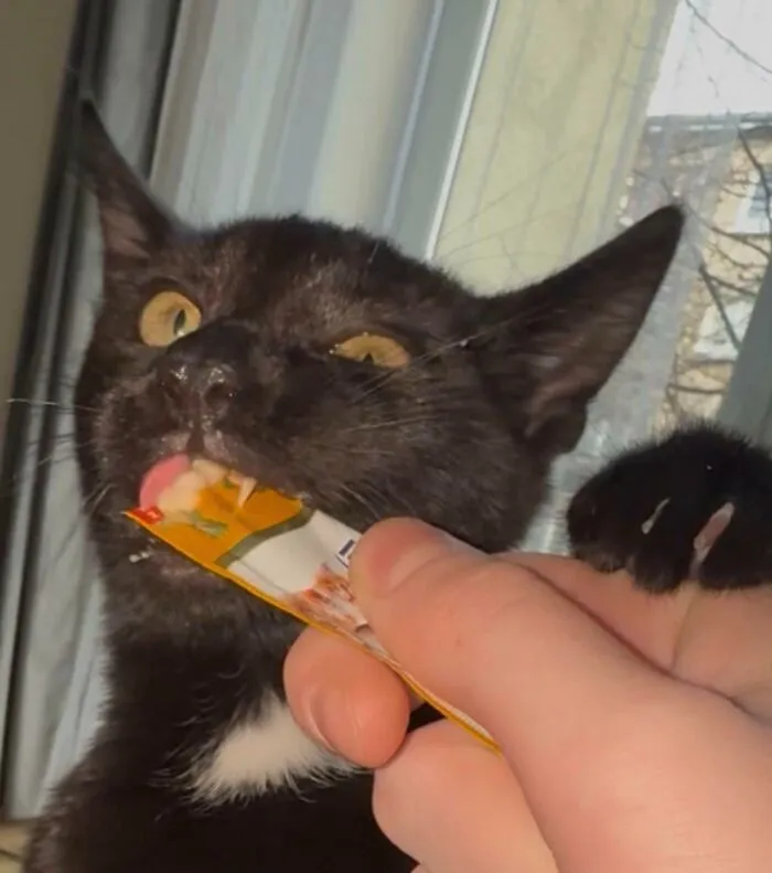 51 Cats Having Such A Good Time With Their Food, It's Impossible Not To Laugh