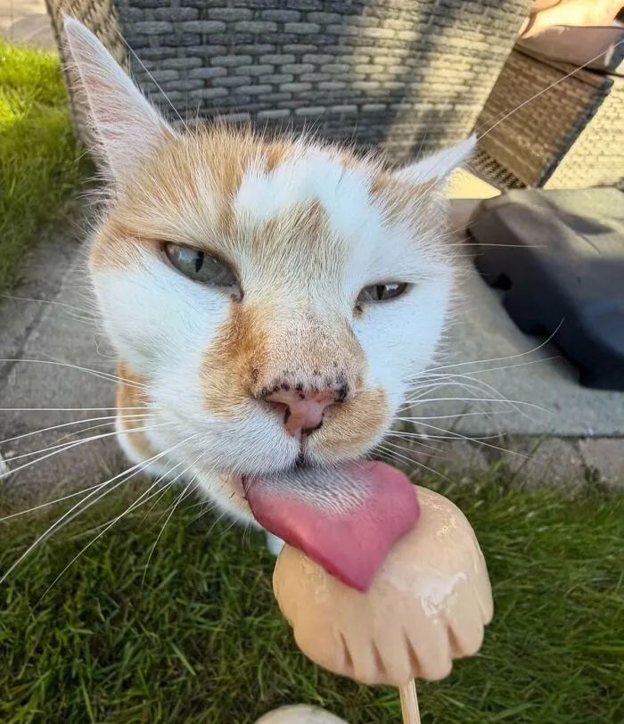 51 Cats Having Such A Good Time With Their Food, It's Impossible Not To Laugh