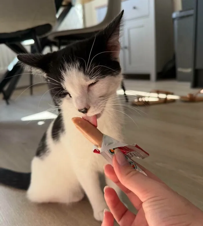 51 Cats Having Such A Good Time With Their Food, It's Impossible Not To Laugh
