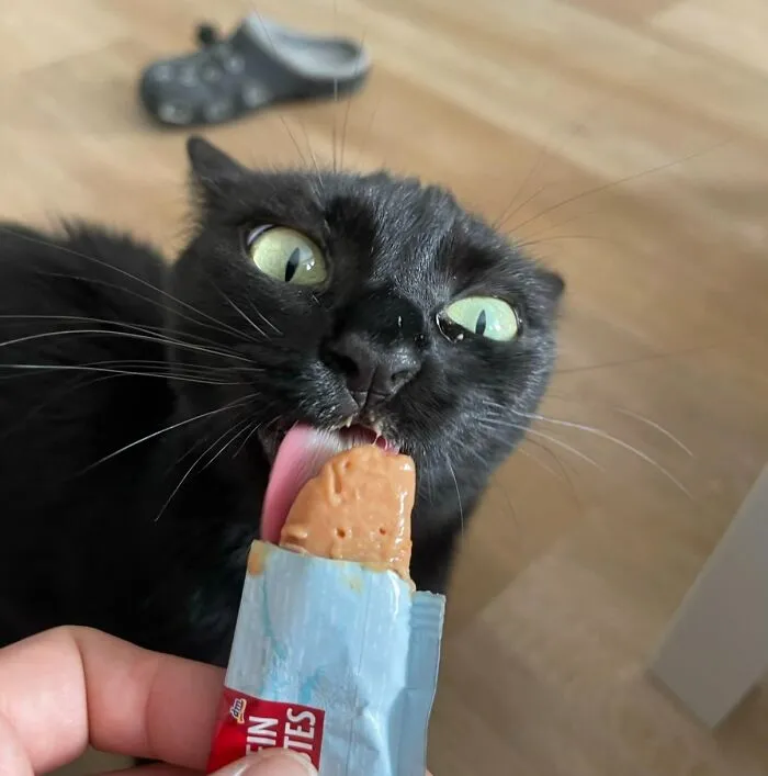 51 Cats Having Such A Good Time With Their Food, It's Impossible Not To Laugh