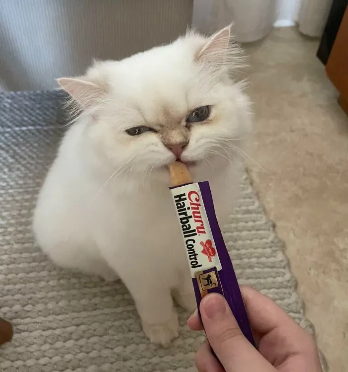 51 Cats Having Such A Good Time With Their Food, It's Impossible Not To Laugh