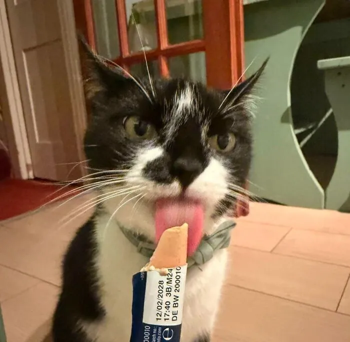 51 Cats Having Such A Good Time With Their Food, It's Impossible Not To Laugh