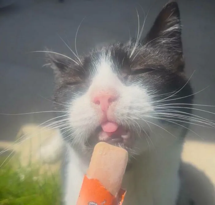 51 Cats Having Such A Good Time With Their Food, It's Impossible Not To Laugh