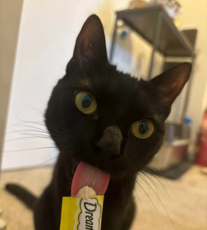 51 Cats Having Such A Good Time With Their Food, It's Impossible Not To Laugh