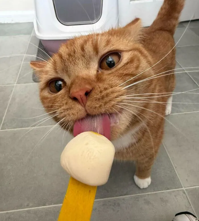 51 Cats Having Such A Good Time With Their Food, It's Impossible Not To Laugh