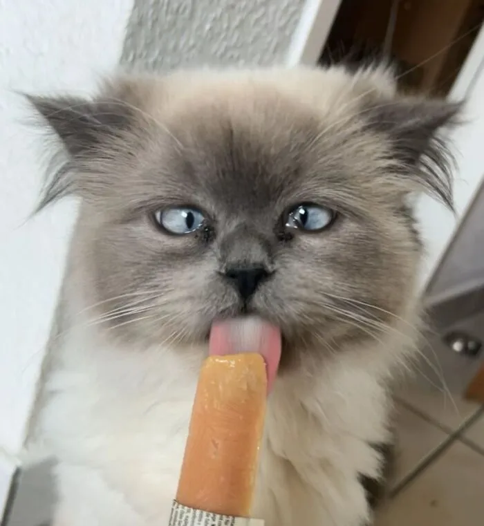 51 Cats Having Such A Good Time With Their Food, It's Impossible Not To Laugh