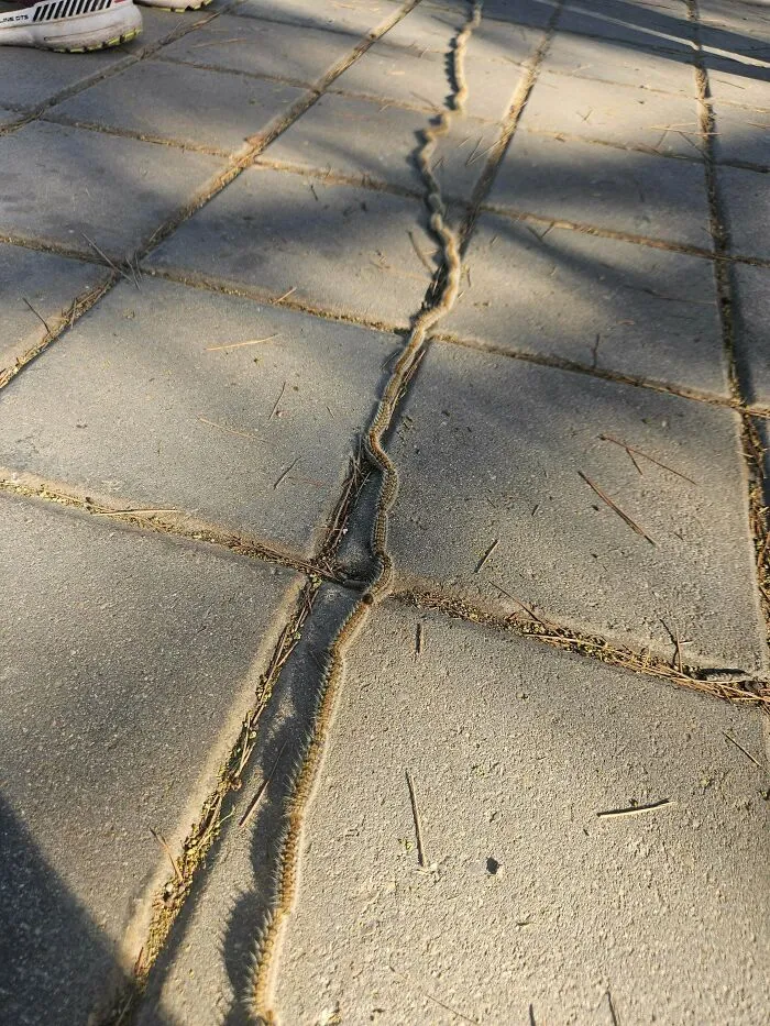 Came Across Some Caterpillars On A Group Mission In Alicante