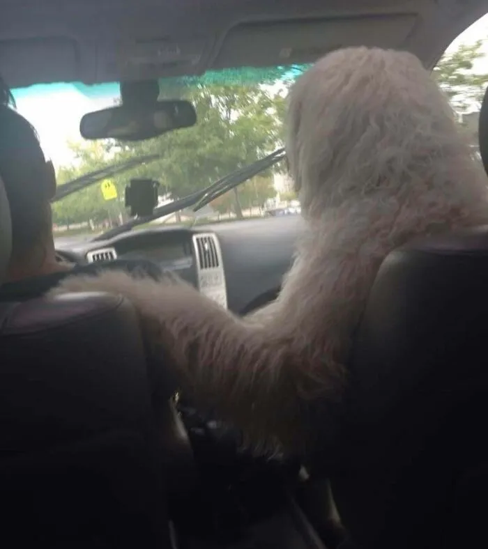 Our Family Dog Will Cry Non Stop In The Car Unless He Is Up Front And Touching My Mom