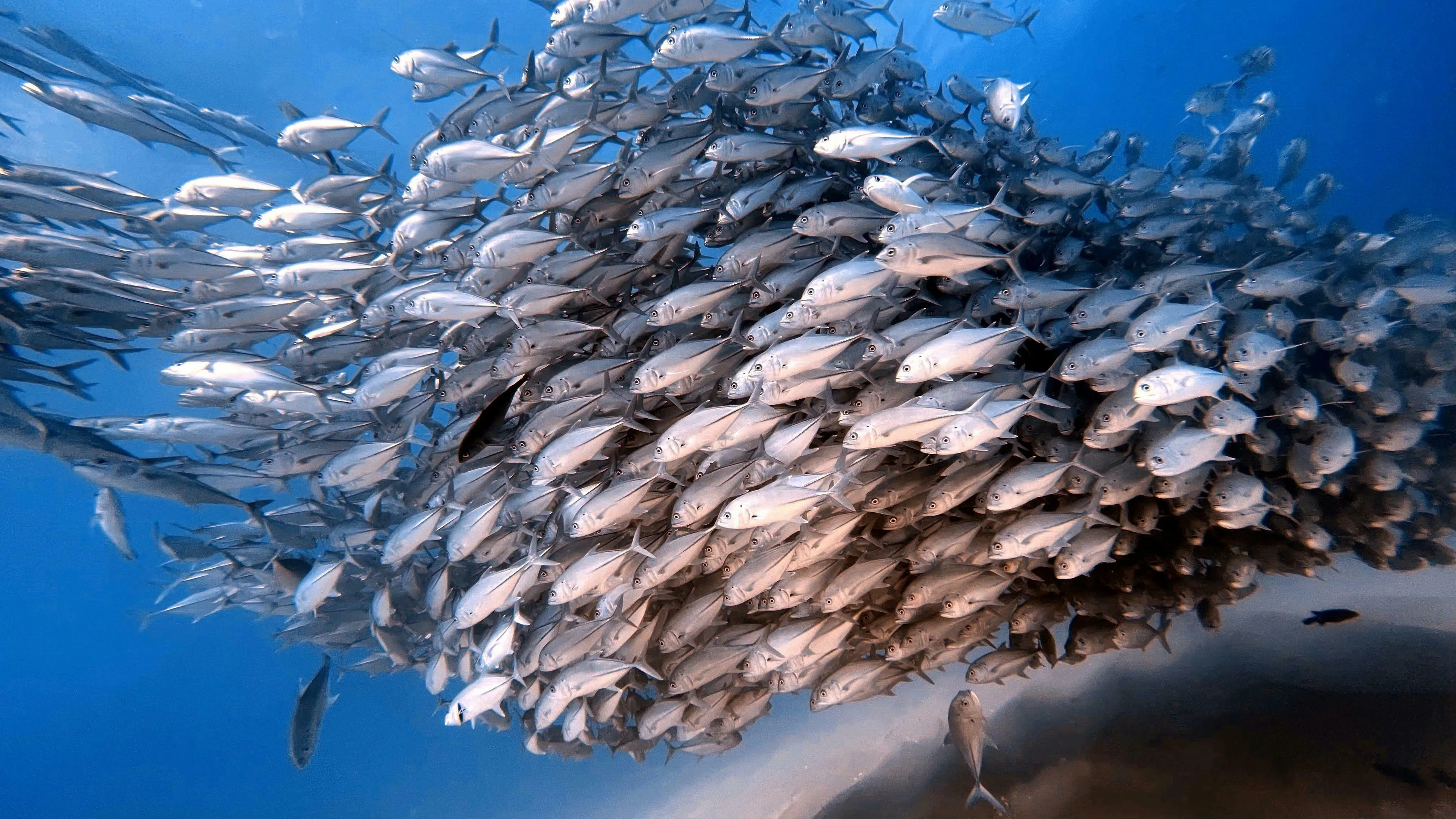 A large group of fish swimming together in a coordinated pattern, creating a beautiful underwater spectacle for a pub quiz.