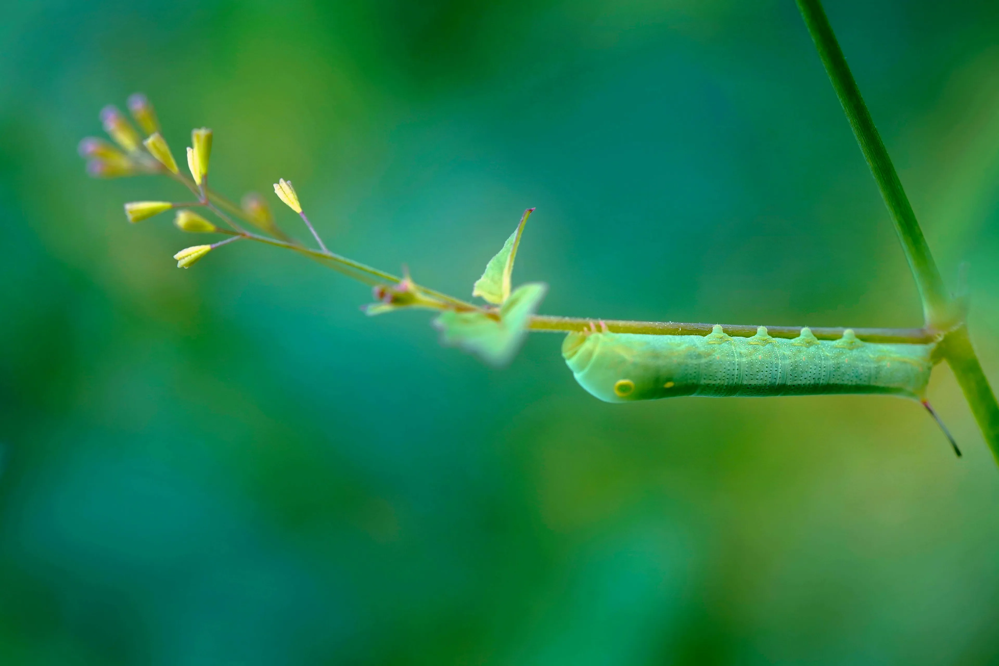 A green caterpillar resting on a slender plant stem with yellow flower buds, illustrating the biological process of transformation.