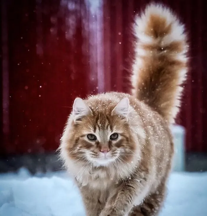 This Page Shares Cat Photos That Prove They’re Not Just Cute, But Truly Majestic (41 Pics)
