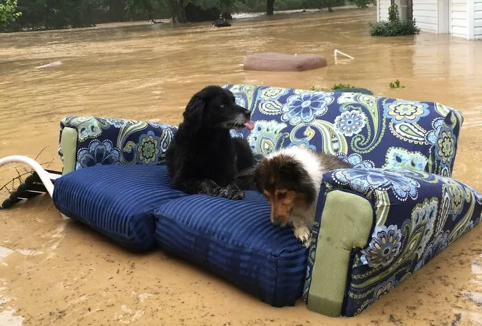 Two Dogfriends Floating About On A Couch During A Flood