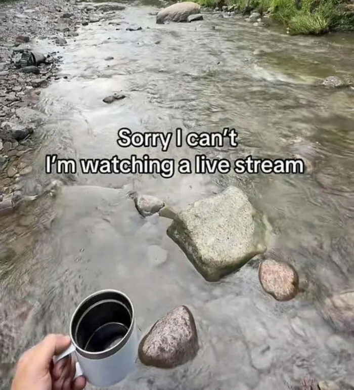 Live Stream