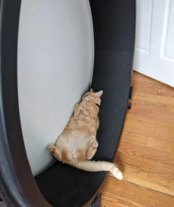 Ponle una rueda al gato para que haga ejercicio, decían