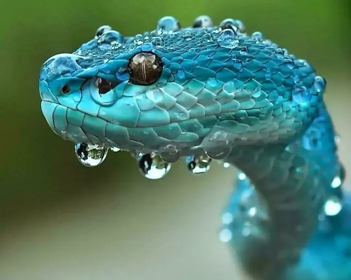 Trimeresurus Insularis, A Venomous Viper Native To Indonesia