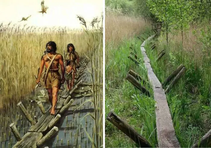 The Sweet Track Is A 5830-Year-Old Neolithic Timber Walkway, Located In The Somerset Levels In England And Discovered In 1970. It Was Originally Part Of A Network Of Tracks Built To Provide A Dry Path Across The Marshy Ground