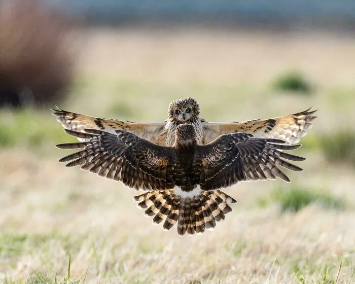 A Short-Eared Owl Battles A Northern Harrier. Photo By Kathy Mcculloch Wade In Skagit County, Washington