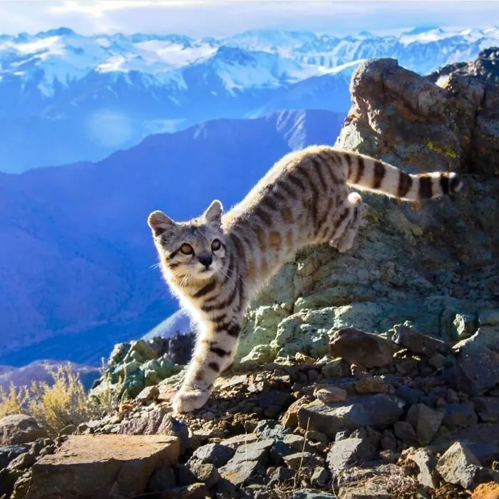 There Are Only About 1,500 Andean Cats Left In The Wild