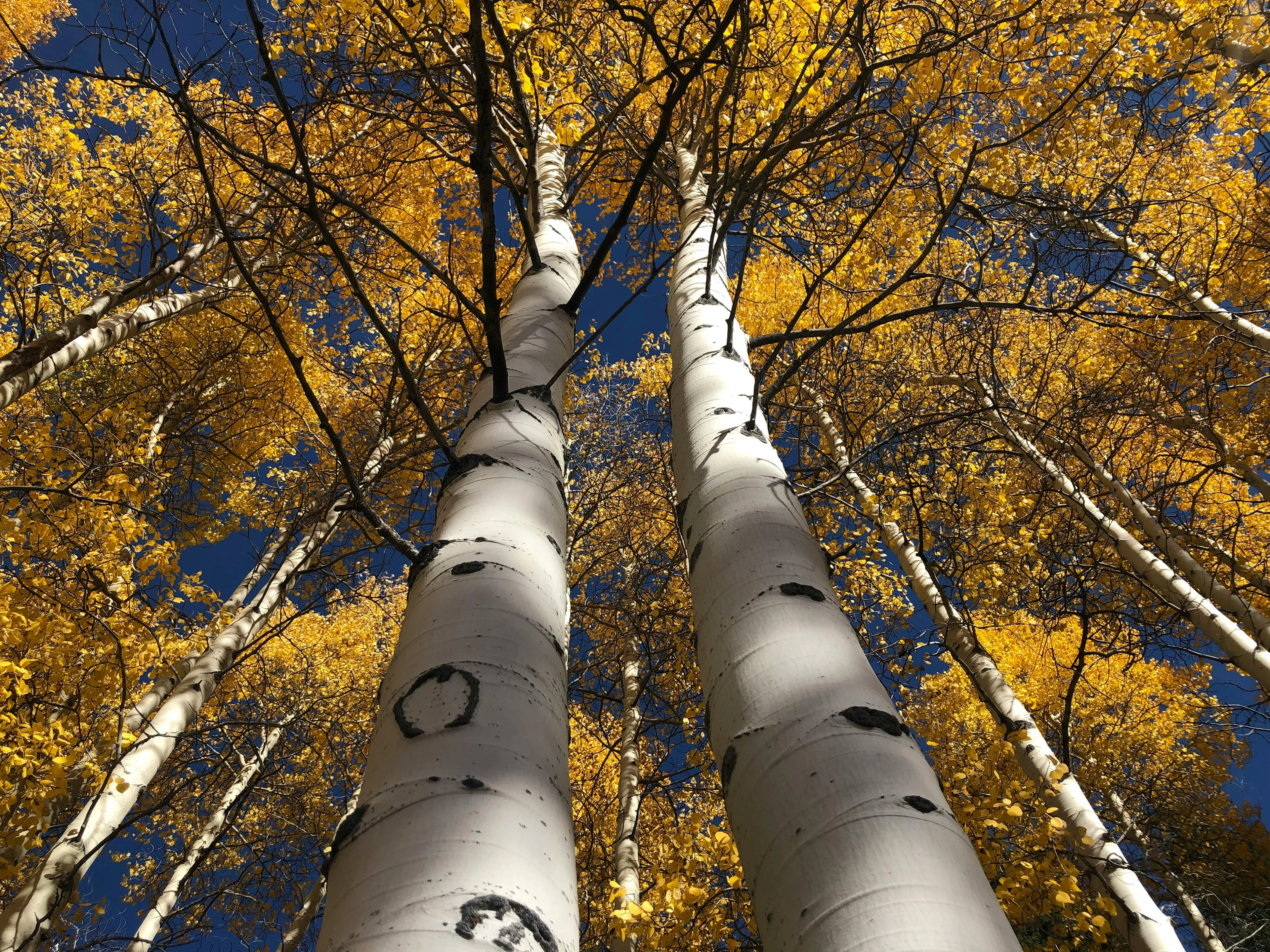 Looking up at towering birch trees with bright yellow autumn leaves against a deep blue sky.