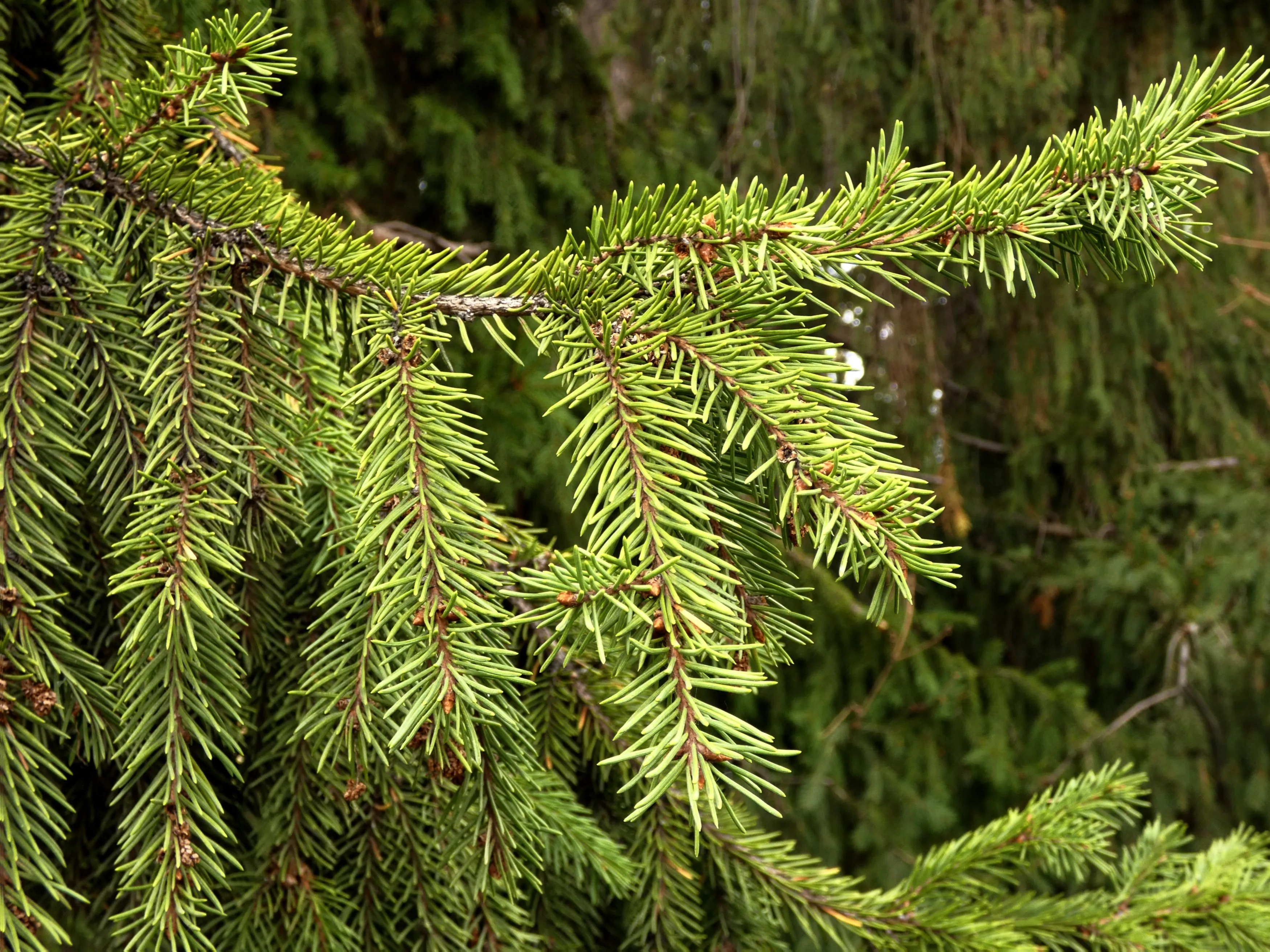 Close-up of a vibrant green pine branch, featuring numerous sharp needles and small brown buds.