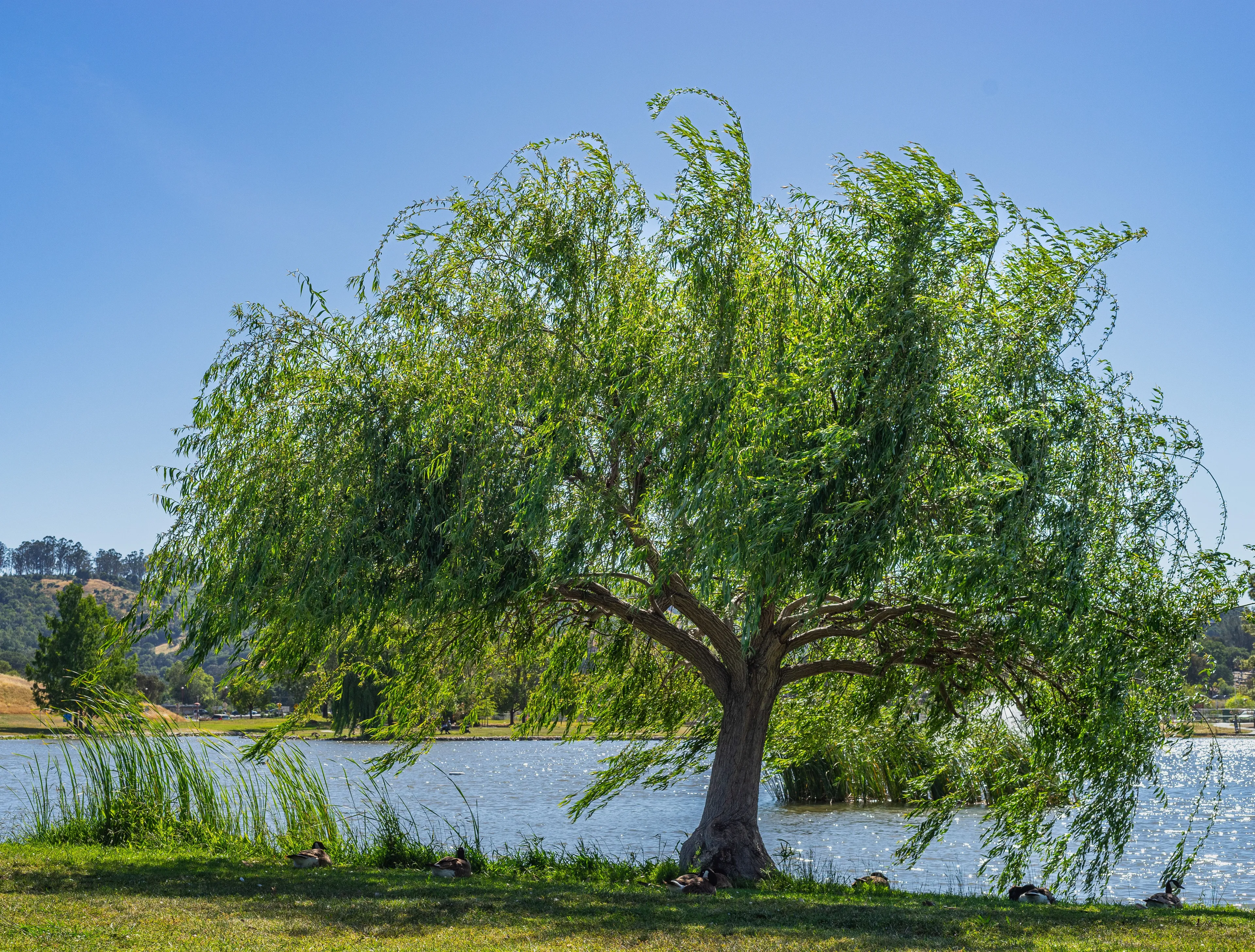 A vibrant green Willow tree stands beside a shimmering lake under a clear blue sky, with ducks resting nearby.