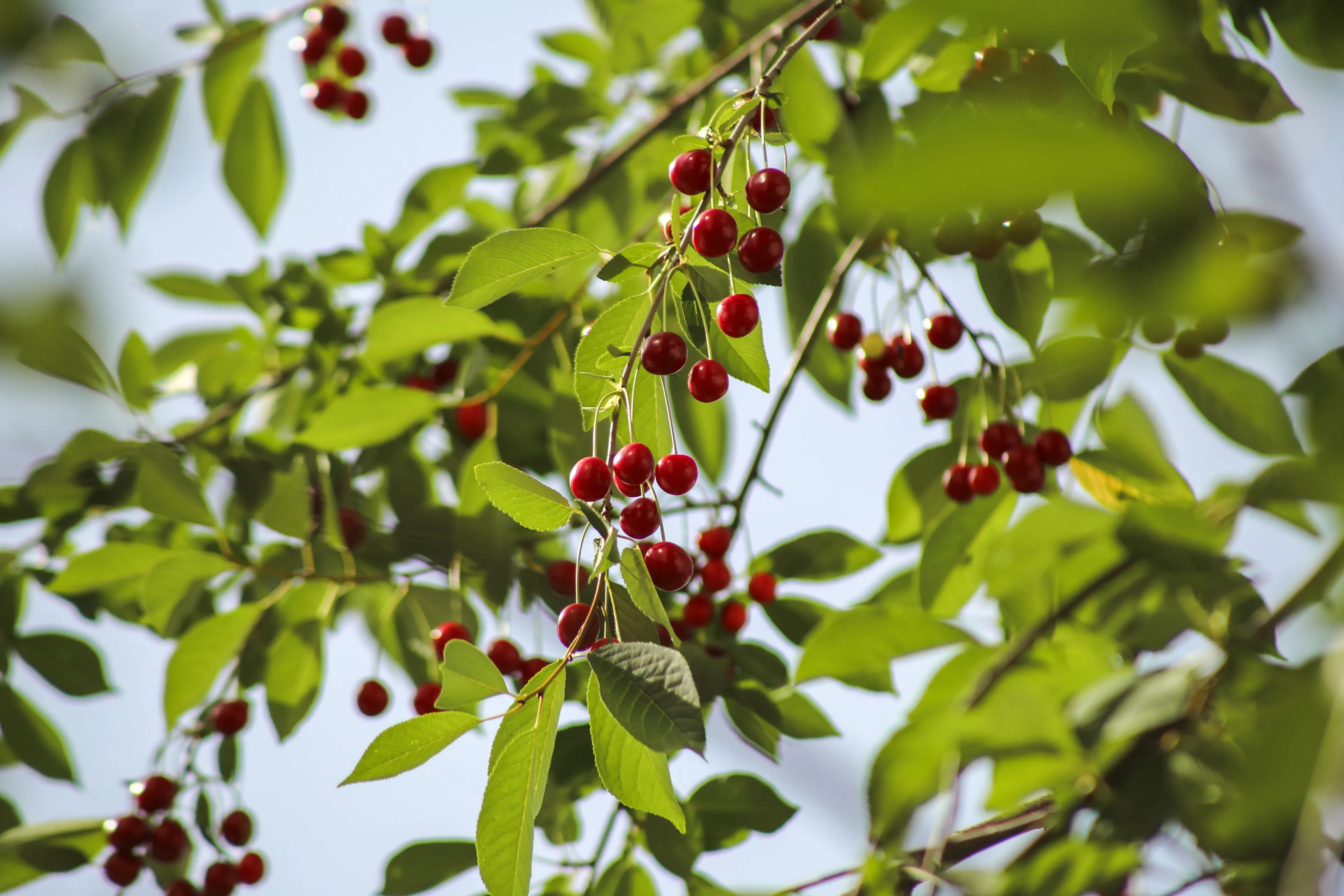 Close-up of a cherry tree branch laden with ripe red cherries and vibrant green leaves against a soft blue sky.
