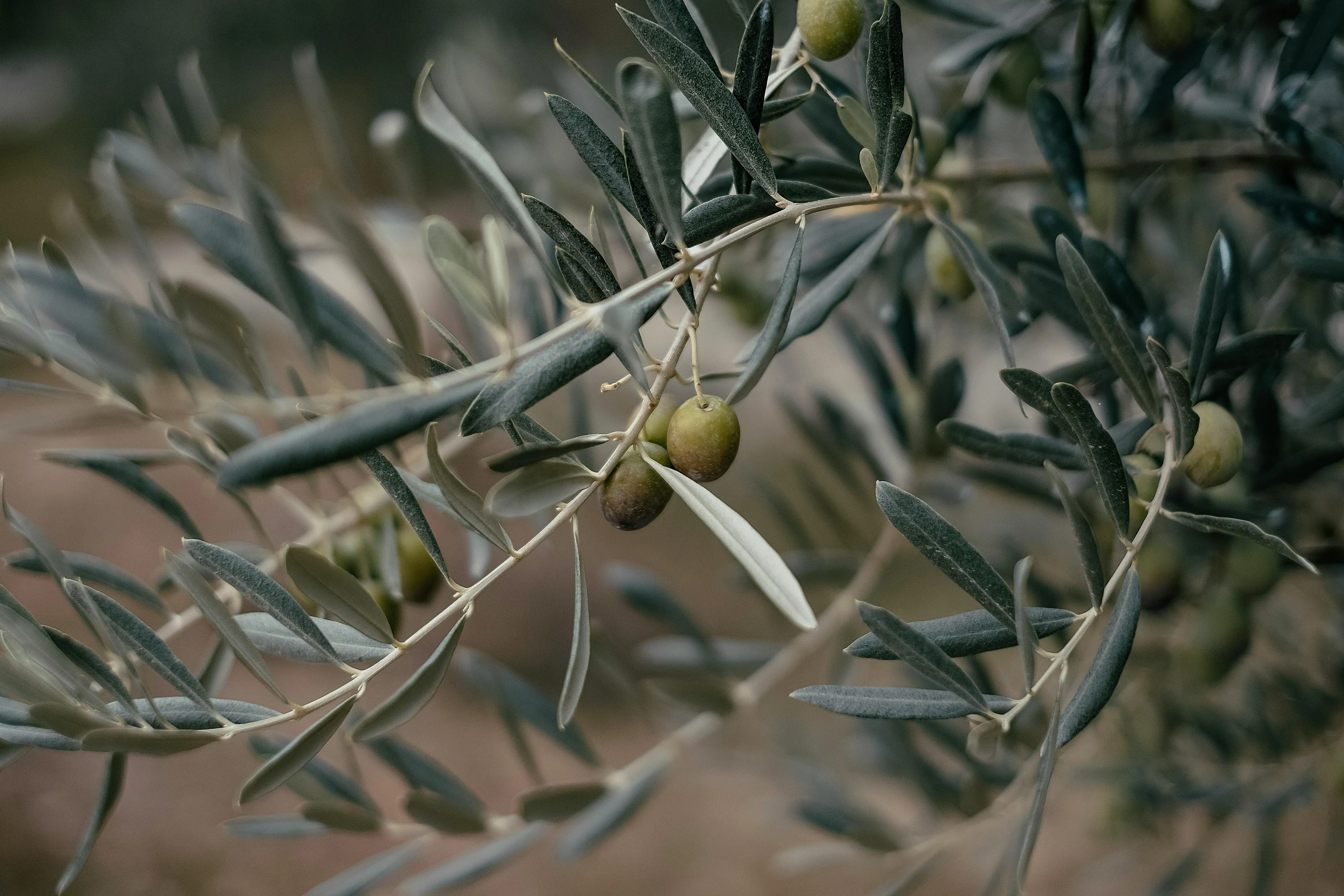 Close-up of an olive tree branch with several green olives ripening among its narrow, silvery-green leaves.