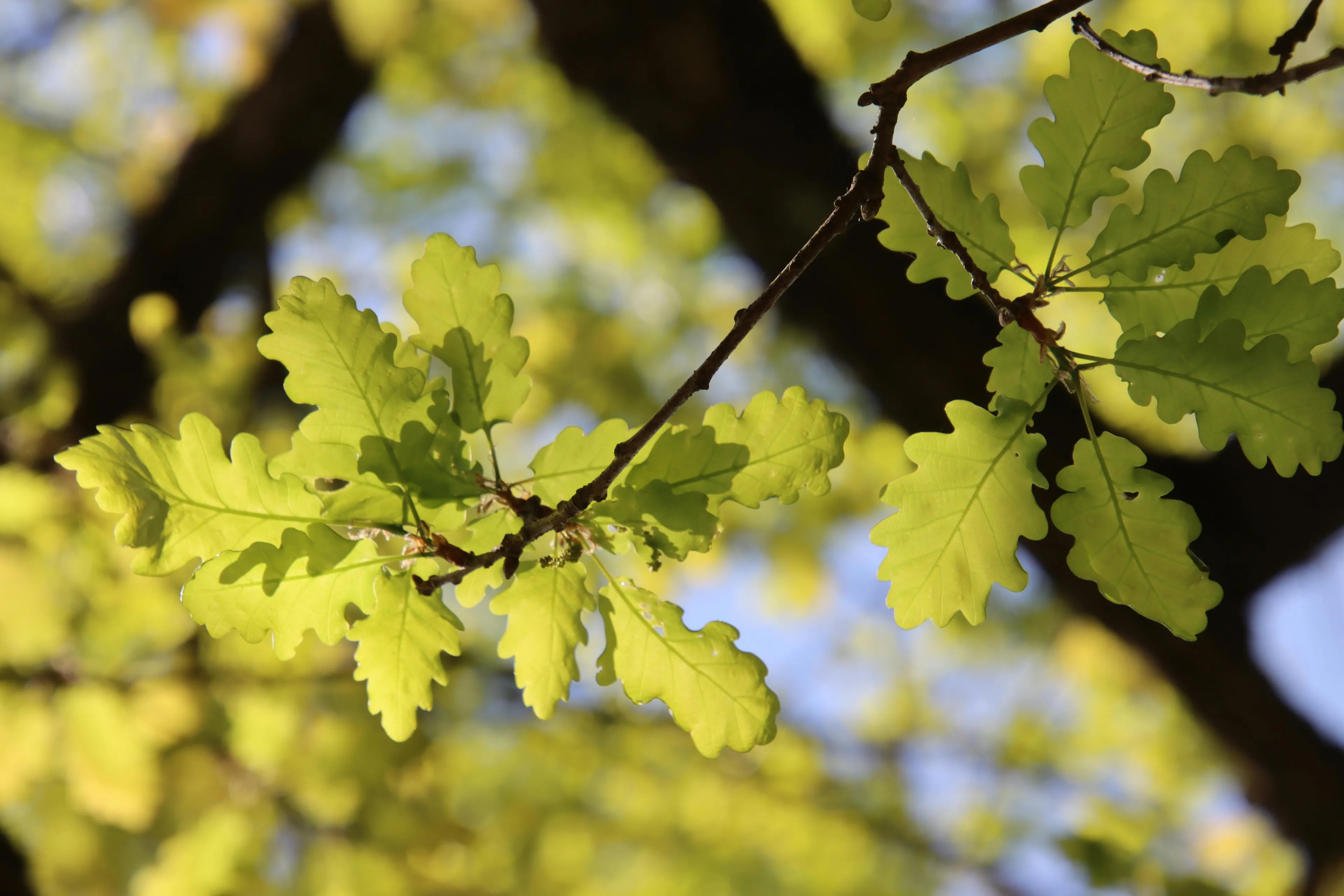 Close-up of vibrant green oak leaves on a branch, illuminated by sunlight against a soft blue and green background.