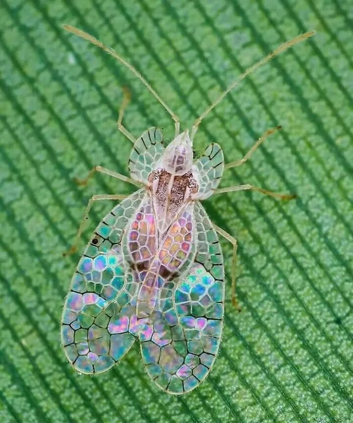 Lace Bugs Looks Like Their Wings Are Made Of Stained Glass