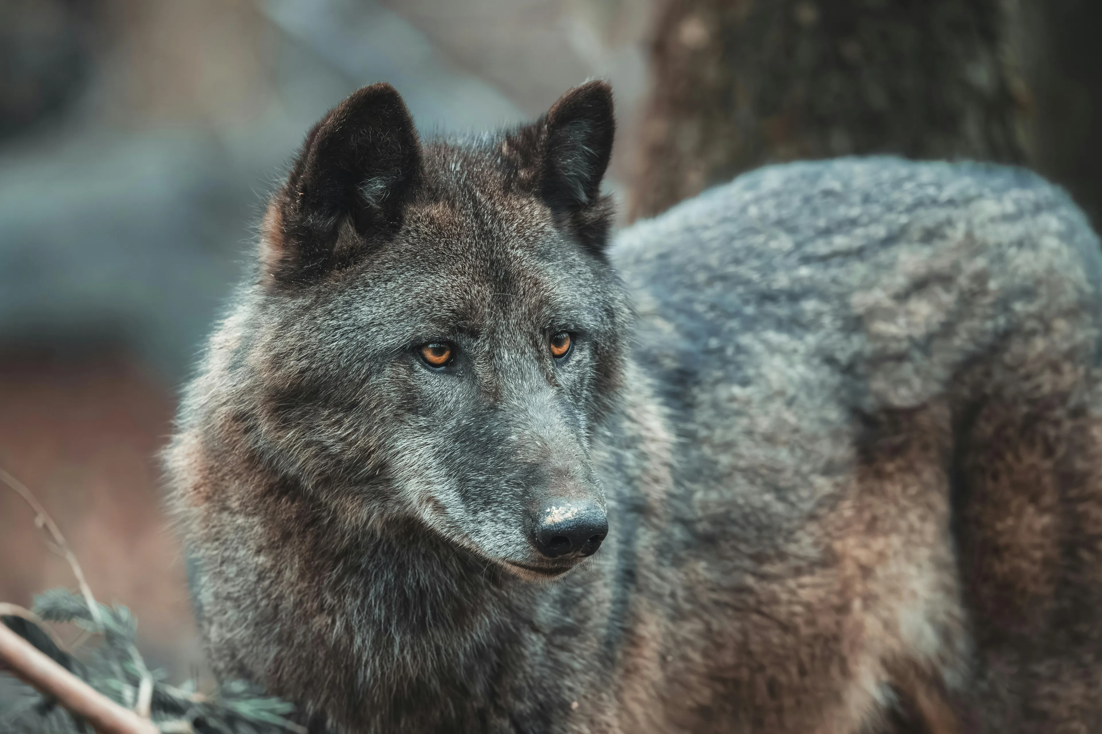 A close-up of a majestic black wolf with striking orange eyes, looking intently into the distance. Animal, Wolf.