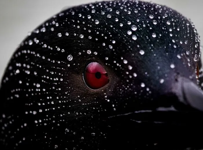 The Water Beading Off The Waterproof Feathers On A Loon