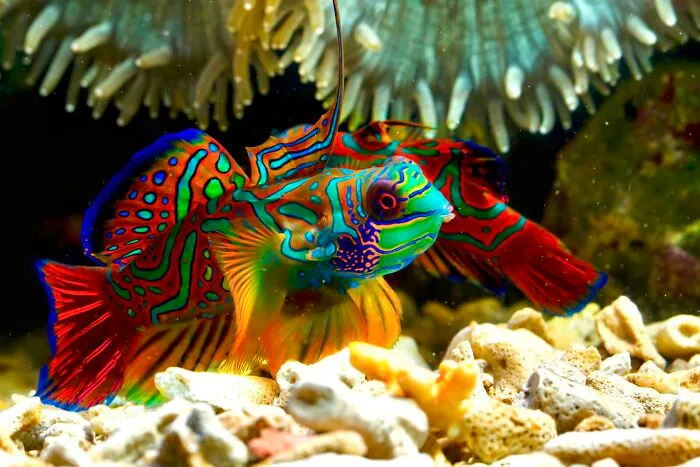 🔥 Mandarin Fish