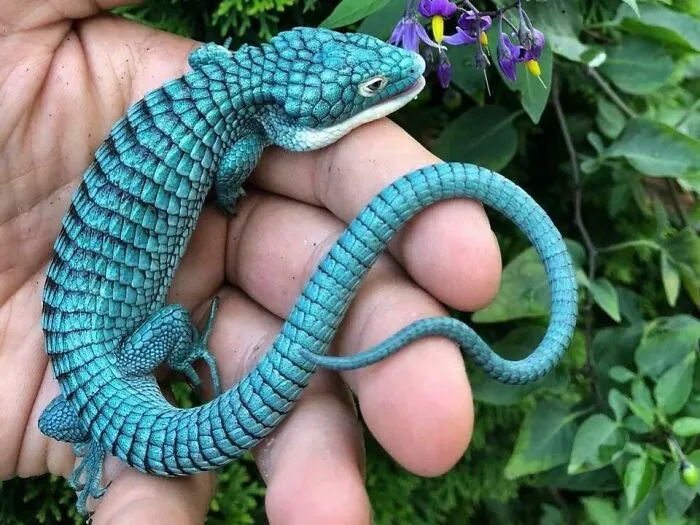 Endangered Mexican Alligator Lizard. They’re Arboreal 🌳, And Look A Bit Like A Baby Dragon 🐉