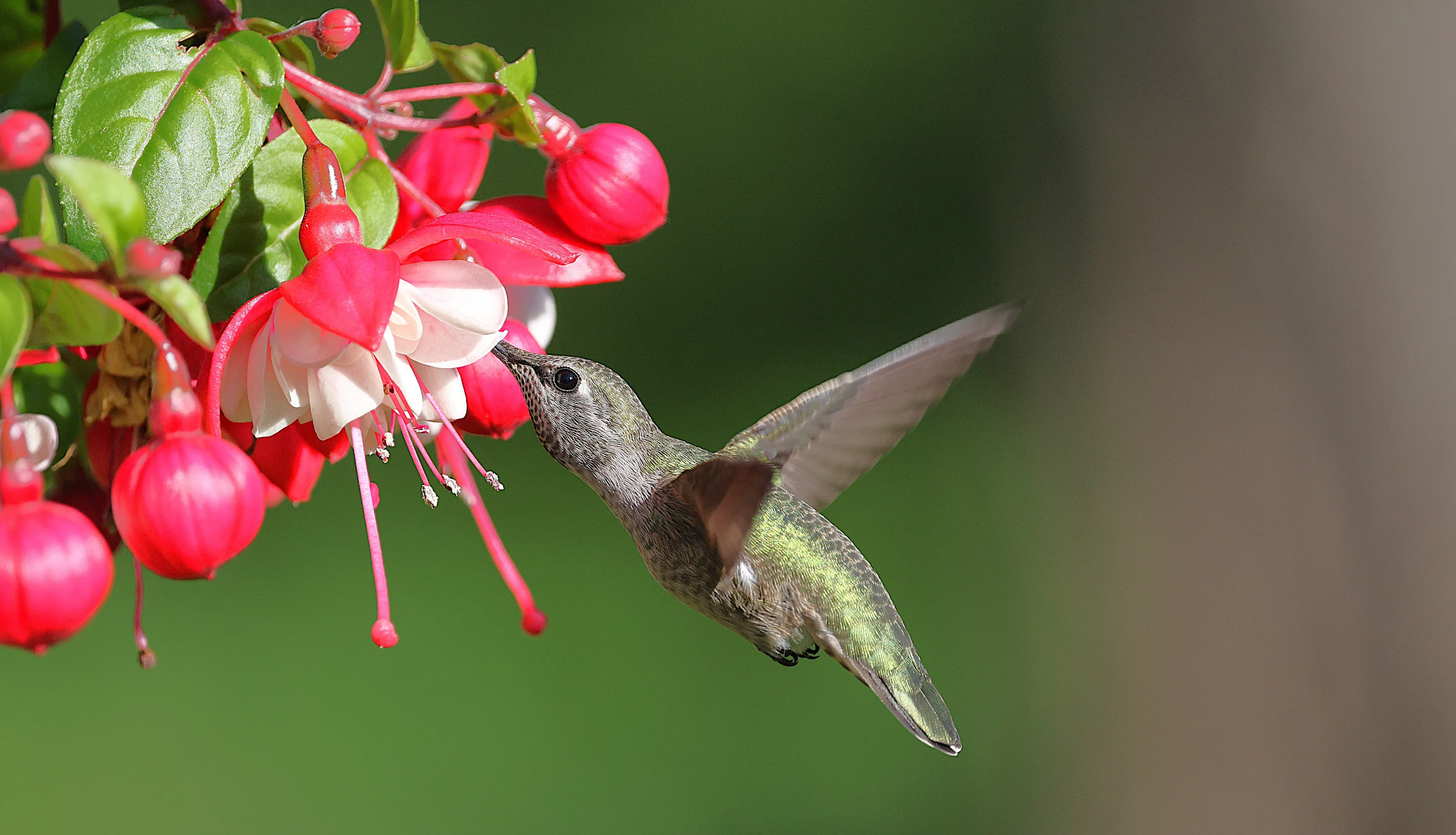 A hummingbird hovers near vibrant fuchsia flowers, its long beak sipping nectar. This tiny animal is drawn to bright blooms.