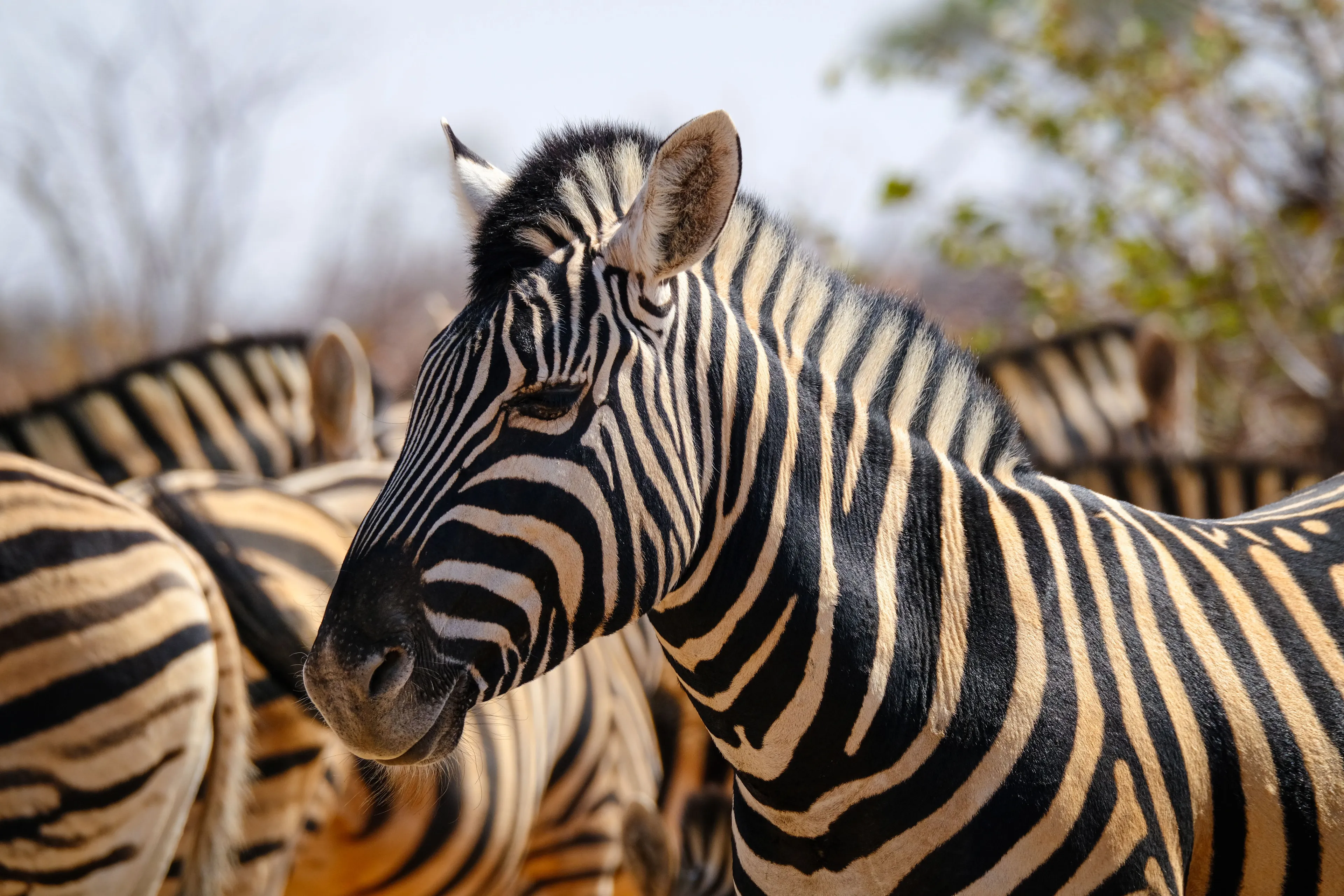 A close-up of a zebra's head and neck, with a blurred herd in the background. Zebra stripes are prominent.