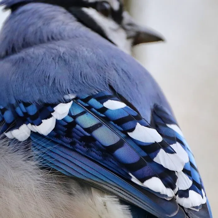 🔥 Blue Jay Feathers Close Up