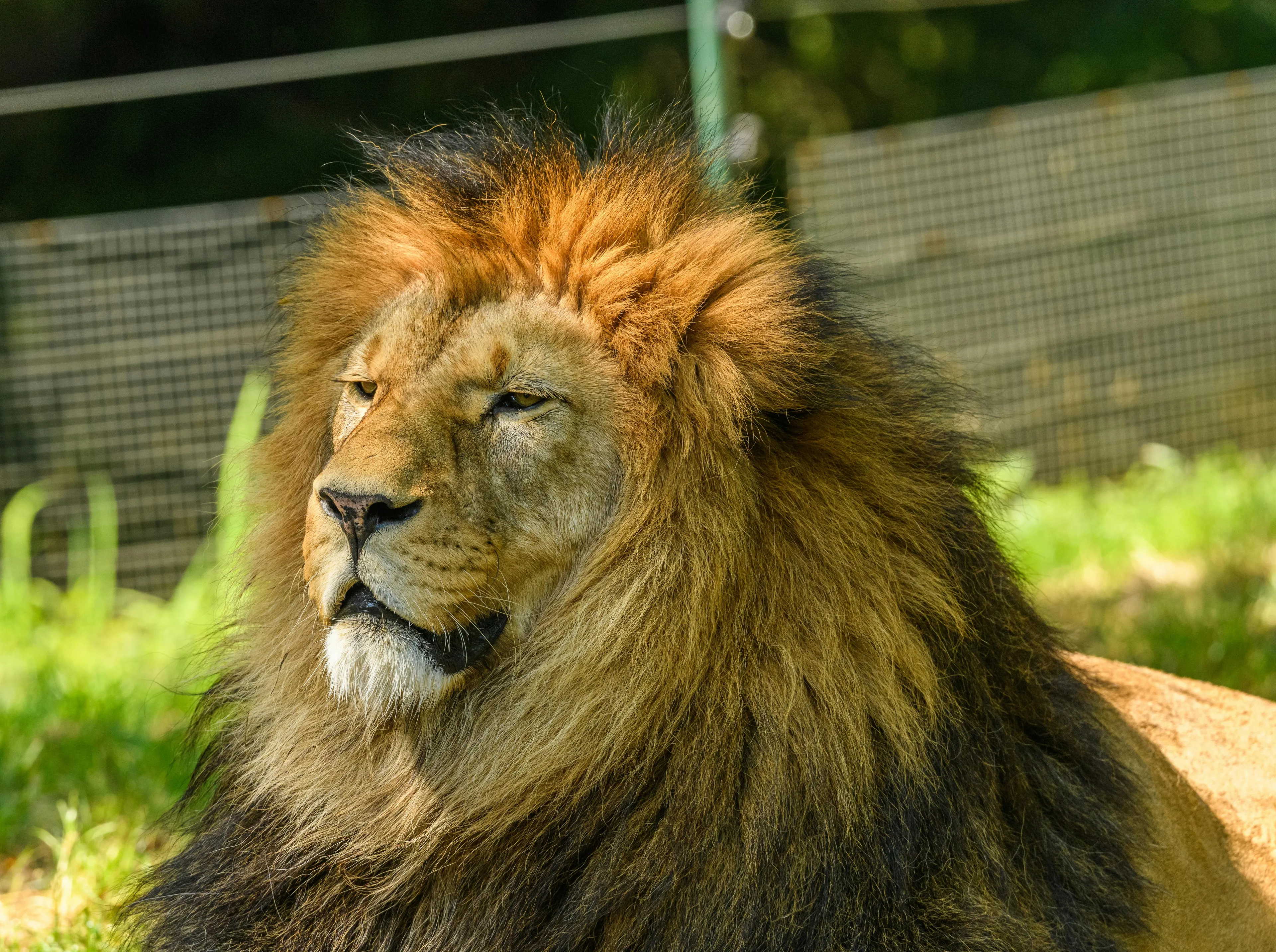 A majestic lion with a full mane resting in a grassy enclosure, looking contemplatively to the side.
