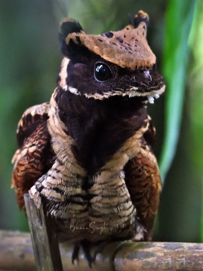 The Great Eared Nightjar, Looks Like A Little Dragon