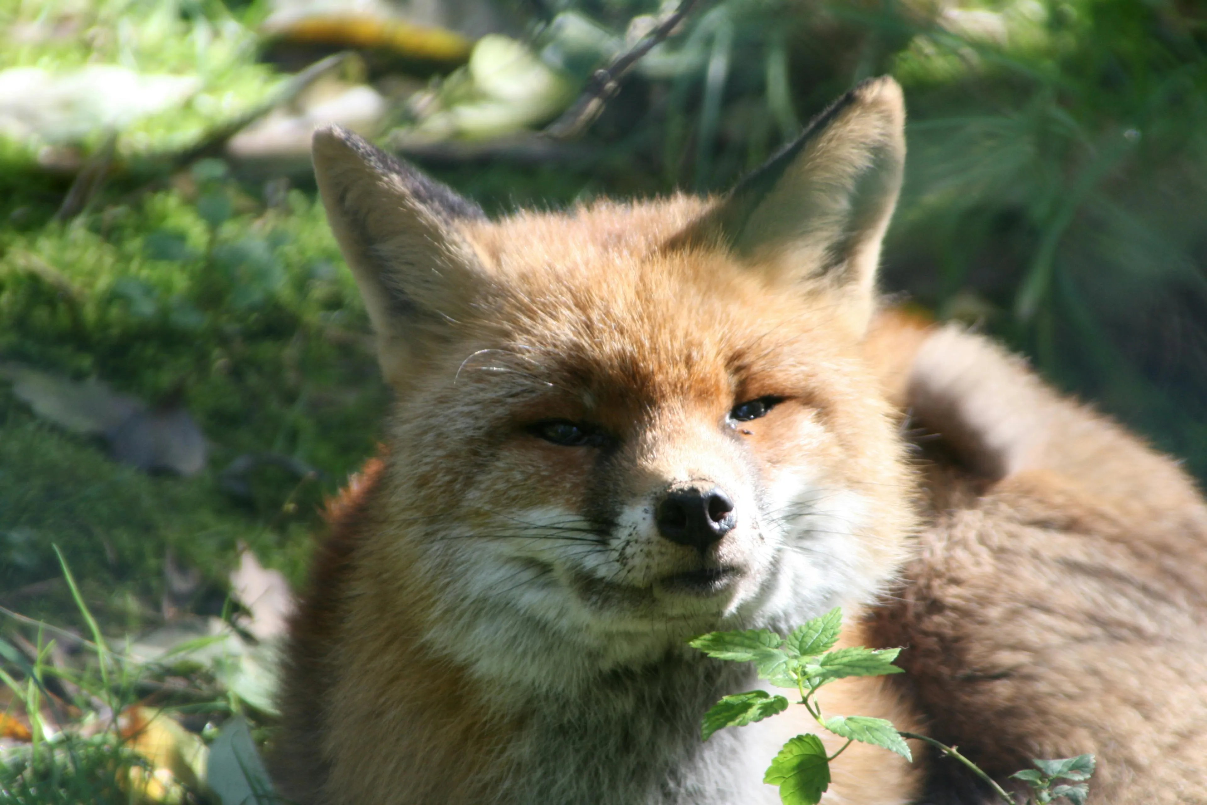 A close-up of a red fox in dappled sunlight, looking calm and relaxed amidst green foliage. Animal fox.
