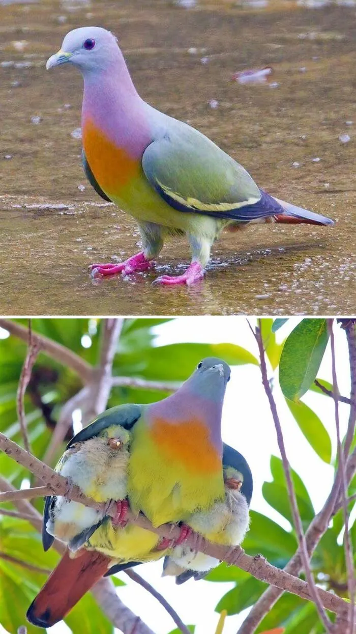 Pink-Necked Green Pigeons Are Common In Southeast Asia