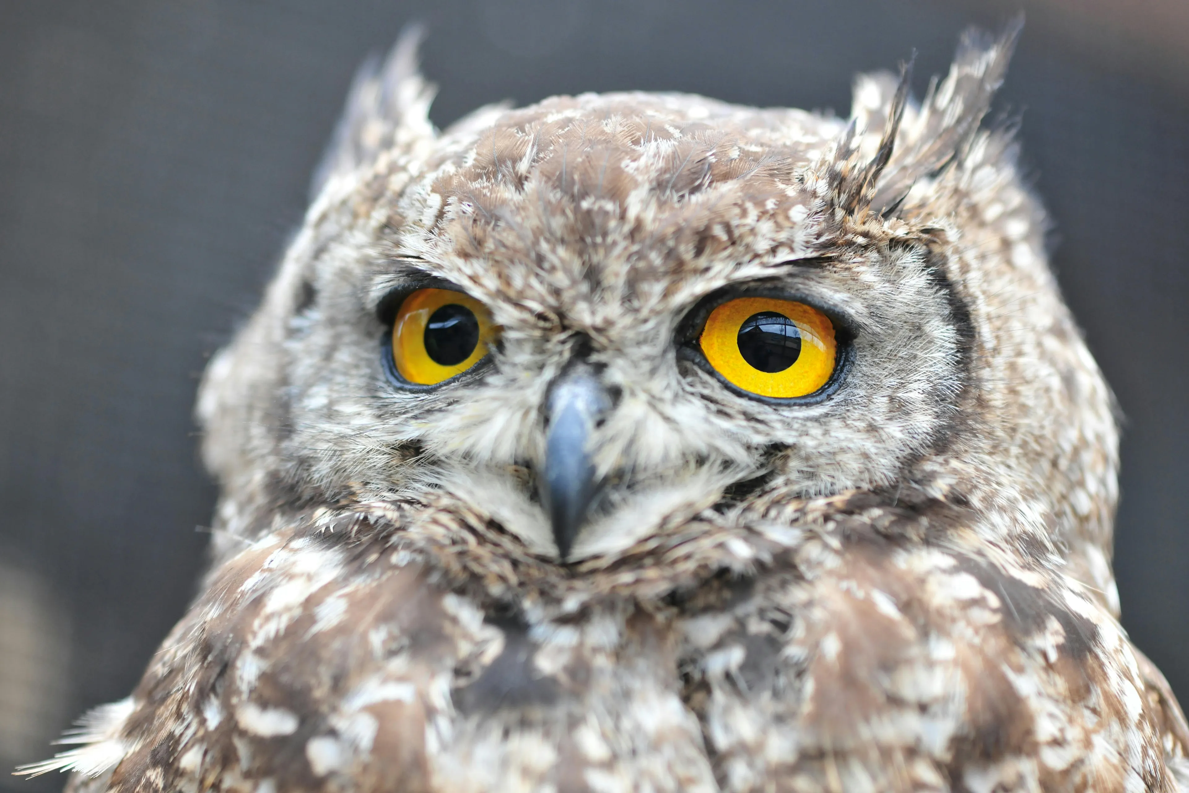 A close-up of an owl with bright yellow eyes and mottled brown and white feathers.