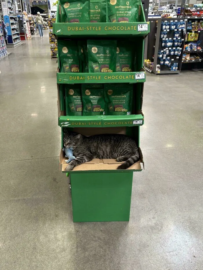 My Local Lowe’s Has A Cat That Lives In It