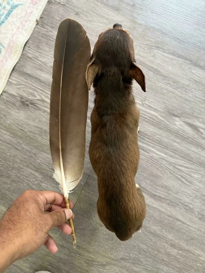 A Single Bald Eagle Feather Next To Me 8 Year Old Chihuahua