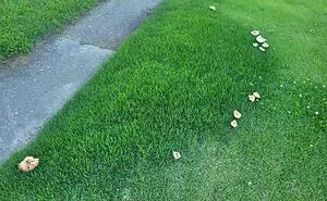 116 “Mildly Interesting” Things That You May Have Never Seen Before (New Pics)