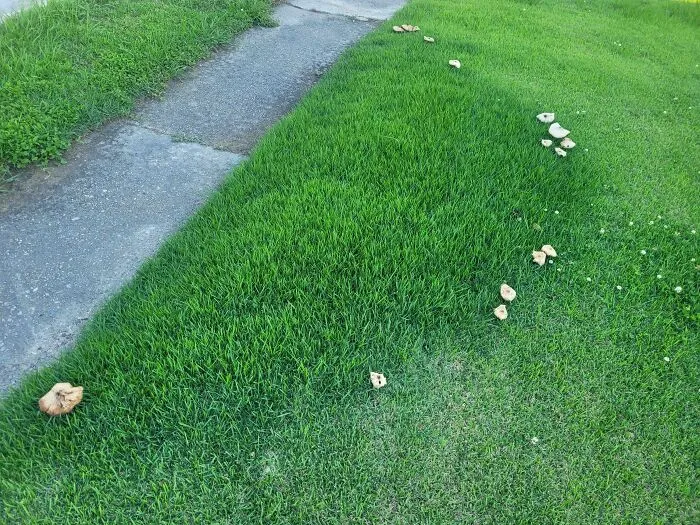 The Grass Inside The Ring Of Mushrooms Is Thicker Than Outside