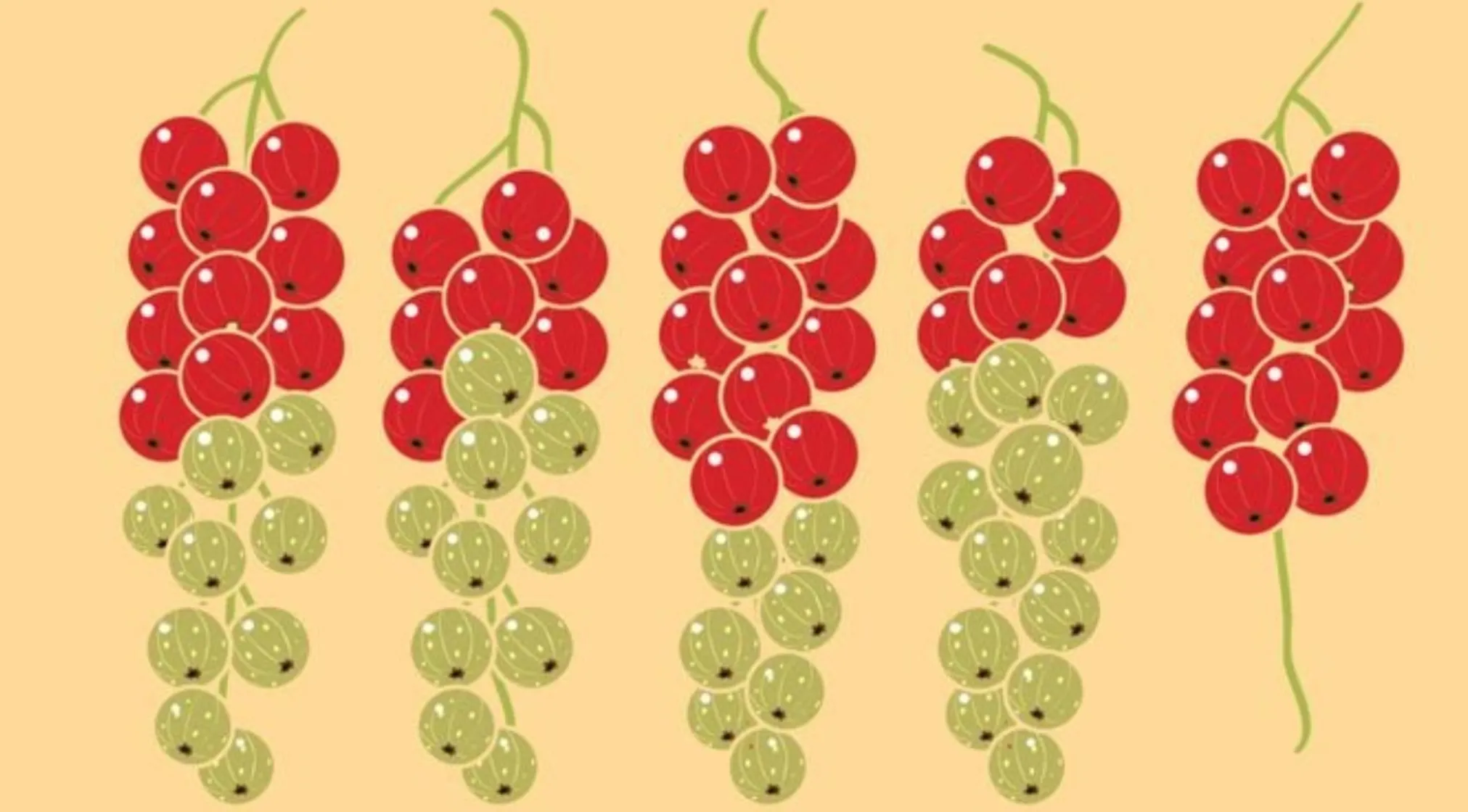 Image riddle with five branches of red and green berries. Find missing unripe berries from the branch.
